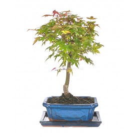 Acer palmatum deshojo. Bonsaï 9 ans. Érable japonais palmé