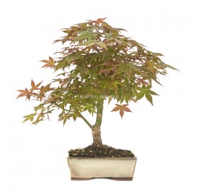 Acer palmatum deshojo. Bonsaï 12 ans. Érable japonais palmé. Double tronc.