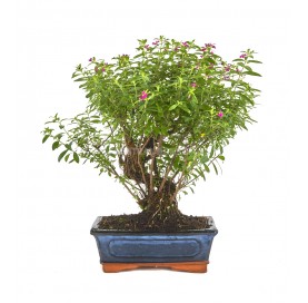 Cuphea. Bonsai 9 years....