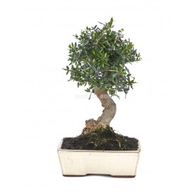 Olea europaea sylvestris. Bonsai 10 Jahre. Wildolive