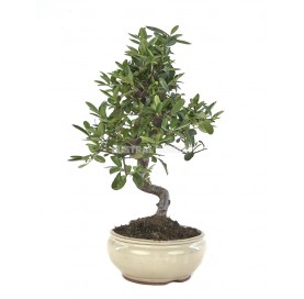 Pyracantha angustifolia. Bonsai 13 Jahre. Feuerdorn