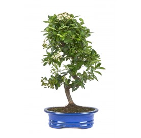 Pyracantha angustifolia. Bonsai 13 Jahre. Feuerdorn