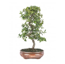 Pyracantha angustifolia. Bonsai 14 Jahre. Feuerdorn