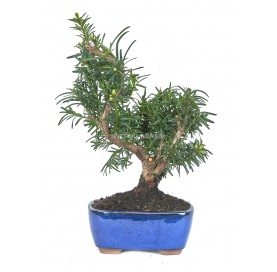 Taxus media. Bonsai 7 years. European or Japanese yew