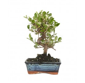 Elaeagnus sp. Bonsai 9 Jahre. Ölweide. Gemeiner Ölweiden