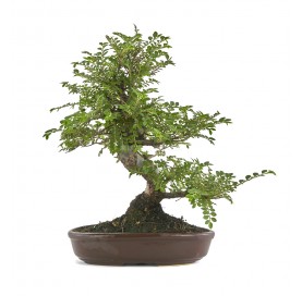 Ulmus parvifolia seiju. Bonsai 18 Jahre. Chinesische Ulme