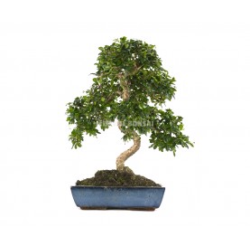 Carmona microphylla. Bonsai...