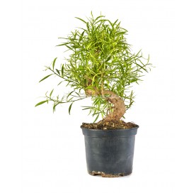Ficus neriifolia. Prebonsai...