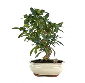 Exklusive Bonsai Citrus kinzu 15 Jahre. Kinzu Zwergorange