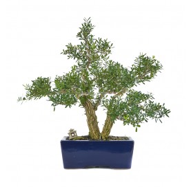 Exclusive bonsai Buxus harlandii 21 years. Harland boxwood