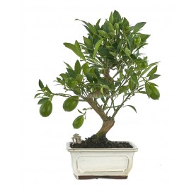 Exclusive bonsai Citrus llimencuat 17 years. Lemon tree