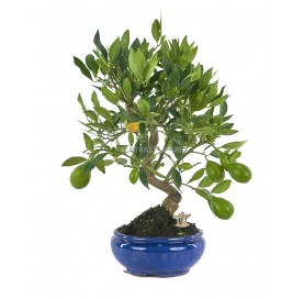 Exclusive bonsai Citrus llimencuat 17 years. Lemon tree