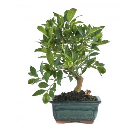 Exclusive bonsai Citrus llimencuat 16 years. Lemon tree