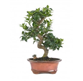 Exclusive bonsai Citrus myrtifolia 14 years. Chinotto