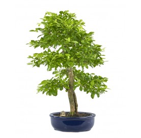 Exclusive bonsai Durantha repens 19 years. Duranta or Geisha Girl