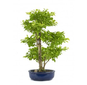 Bonsaï exclusif Durantha repens 20 Ans. Vanillier de Cayenne ou Durante.