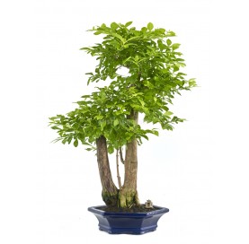 Exclusive bonsai Durantha repens 21 years. Duranta or Geisha Girl