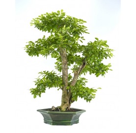 Exclusive bonsai Durantha repens 24 years. Duranta or Geisha Girl