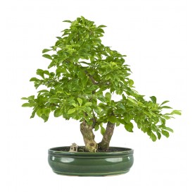 Exclusive bonsai Durantha repens 19 years. Duranta or Geisha Girl