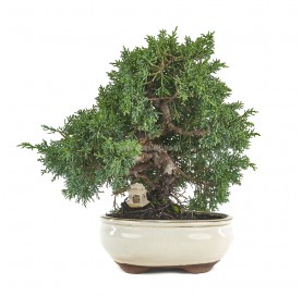 Bonsaï exclusif Juniperus chinensis 17 ans. Genévrier de Chine