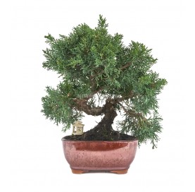 Bonsaï exclusif Juniperus chinensis kyushu 17 ans. Genévrier de Chine