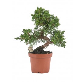 Prebonsaï exclusif Juniperus chinensis kyushu 14 ans. Genévrier de Chine