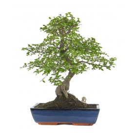 Bonsaï exclusif Zelkova parvifolia 20 ans. Orme du Japon