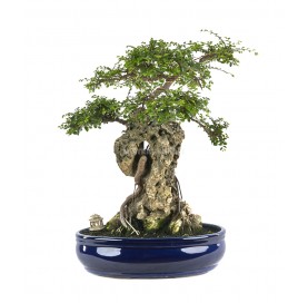 Bonsaï exclusif Zelkova parvifolia 26 Ans. Orme du Japon. Avec pierre