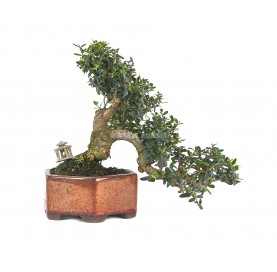 Exclusive bonsai Olea europaea sylvestris 23 years. Wild olive tree