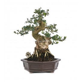 Exclusive bonsai Olea europaea sylvestris 25 years. Wild olive tree