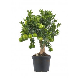 Exclusive prebonsai Citrus myrtifolia 18 years. Orange tree or chinotto.