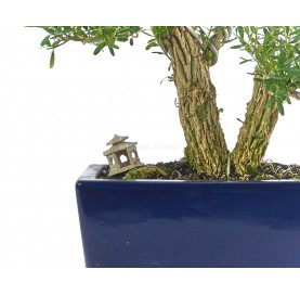 Exklusive Bonsai Buxus harlandii 21 Jahre. Indonesischer Buchsbaum