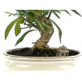 Exklusive Bonsai Citrus kinzu 15 Jahre. Kinzu Zwergorange