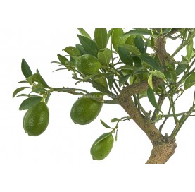 Exclusive bonsai Citrus llimencuat 17 years. Lemon tree