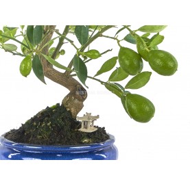 Exclusive bonsai Citrus llimencuat 17 years. Lemon tree