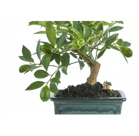 Exclusive bonsai Citrus llimencuat 16 years. Lemon tree