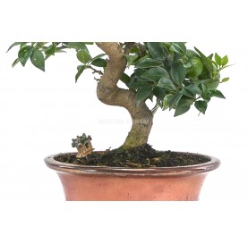 Exclusive bonsai Citrus myrtifolia 14 years. Chinotto