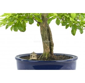 Exclusive bonsai Durantha repens 19 years. Duranta or Geisha Girl