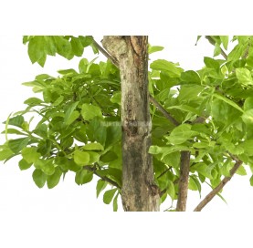 Bonsaï exclusif Durantha repens 20 Ans. Vanillier de Cayenne ou Durante.