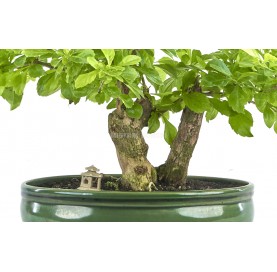 Exclusive bonsai Durantha repens 19 years. Duranta or Geisha Girl