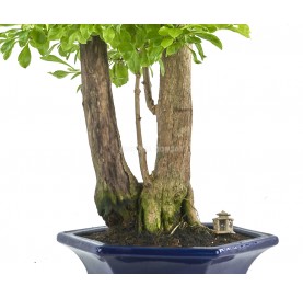 Exclusive bonsai Durantha repens 21 years. Duranta or Geisha Girl