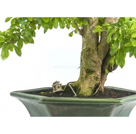 Exclusive bonsai Durantha repens 24 years. Duranta or Geisha Girl