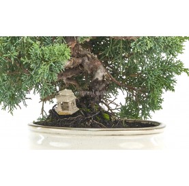 Exclusive bonsai Juniperus chinensis 17 years. Chinese juniper or Needle juniper