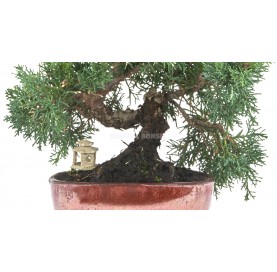 Exclusive bonsai Juniperus chinensis kyushu 17 years. Chinese juniper or Needle juniper