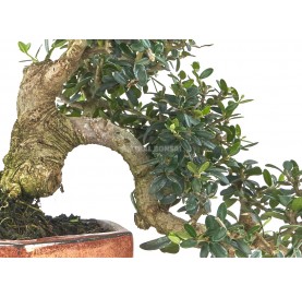 Exclusive bonsai Olea europaea sylvestris 23 years. Wild olive tree