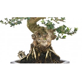 Exclusive bonsai Olea europaea sylvestris 25 years. Wild olive tree