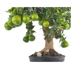 Exclusive prebonsai Citrus myrtifolia 18 years. Orange tree or chinotto.