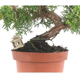 Exclusive prebonsai Juniperus chinensis kyushu 14 years. Chinese juniper or Needle juniper