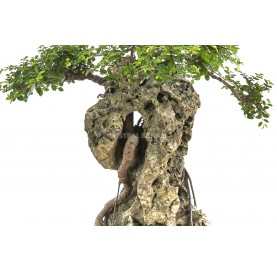 Exklusive Bonsai Zelkova parvifolia 26 Jahre. Japanische Ulme. Mit Stein