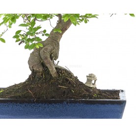 Bonsaï exclusif Zelkova parvifolia 20 ans. Orme du Japon